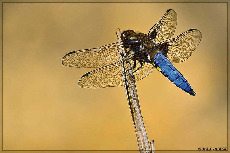 dragonfly