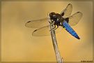 dragonfly von Max Black 