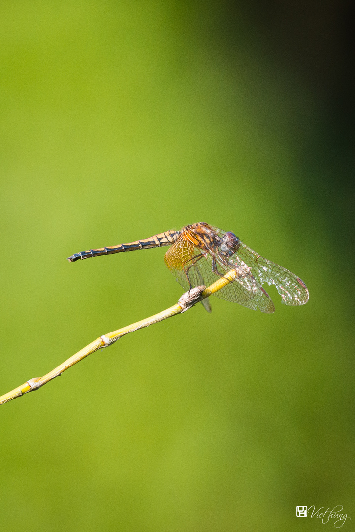 Dragonfly #7