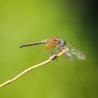 Dragonfly #7