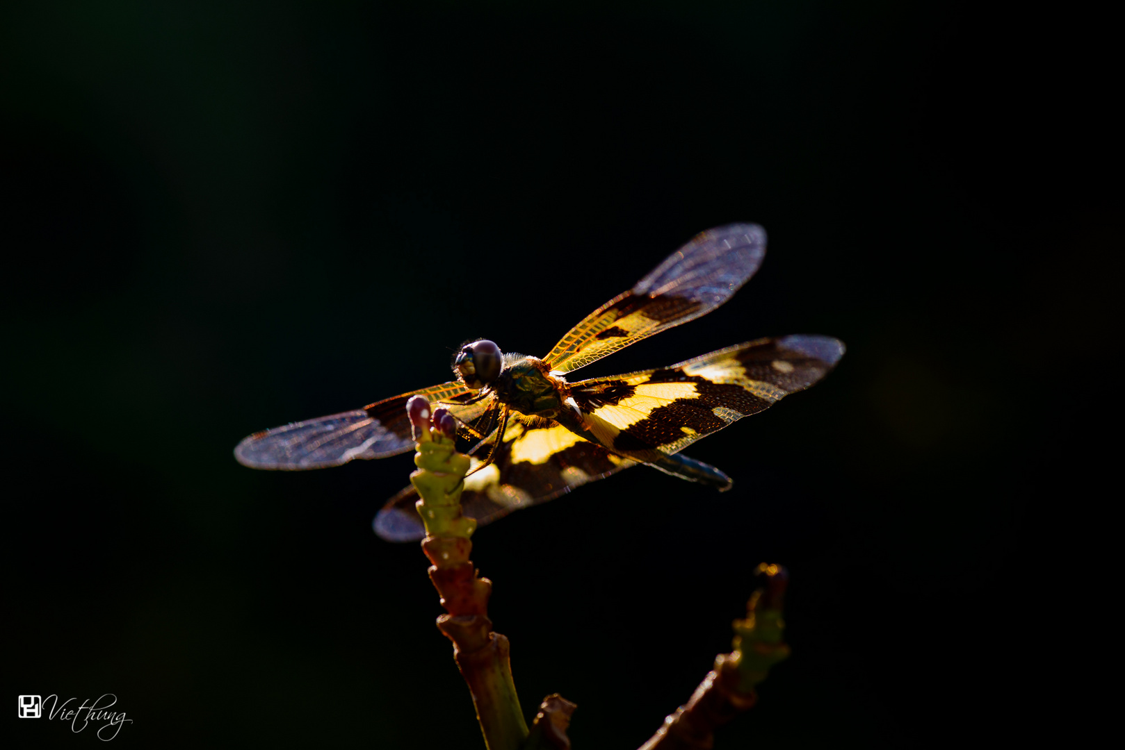 Dragonfly 7