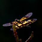 Dragonfly 7