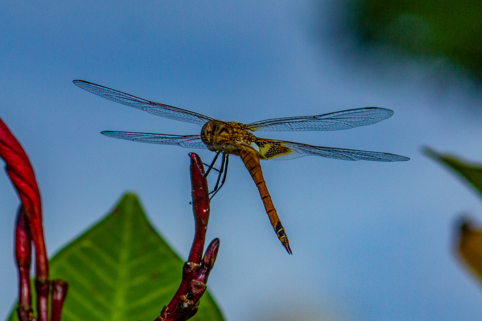 Dragonfly