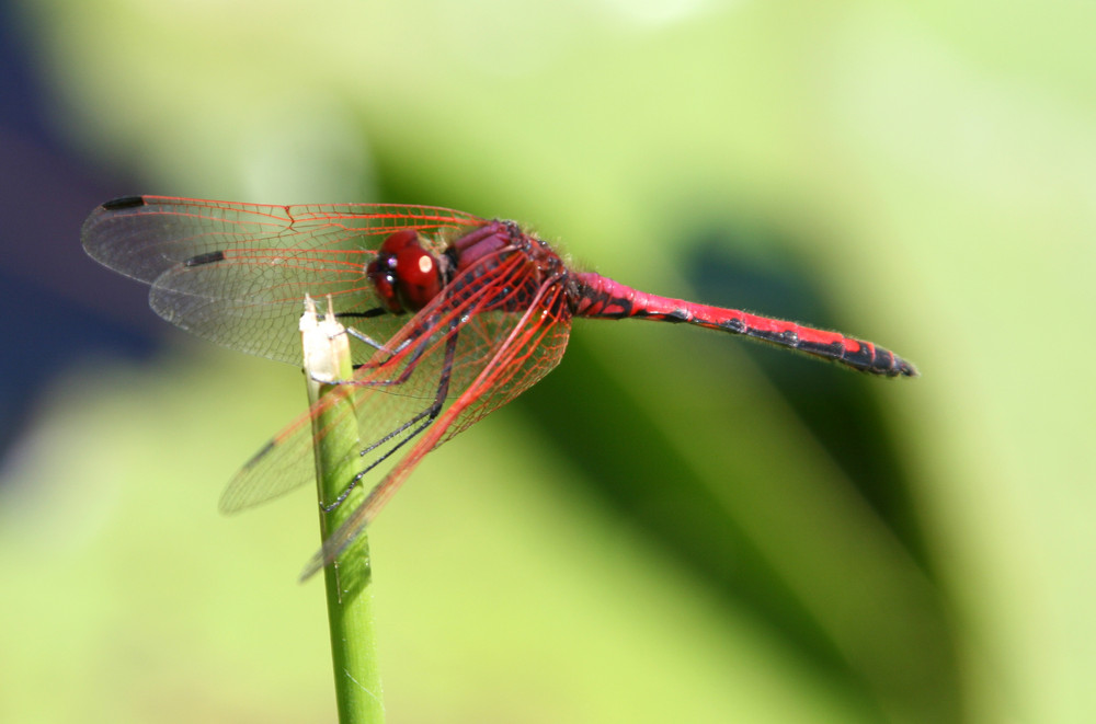 Dragonfly