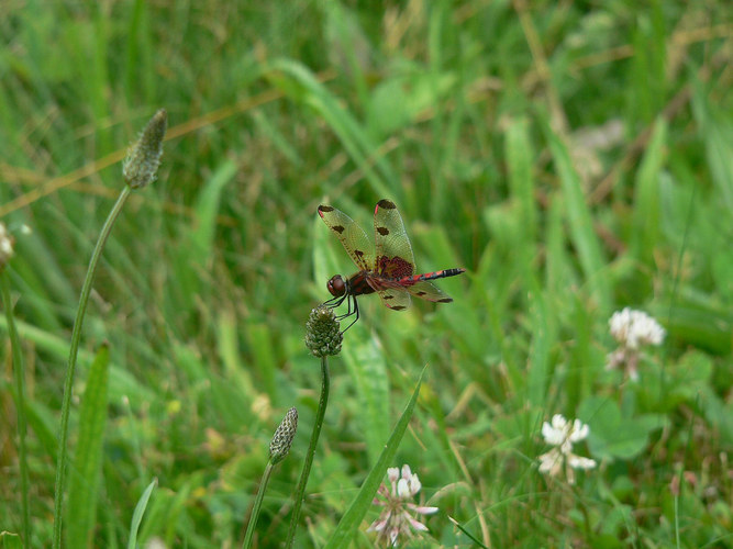 Dragonfly