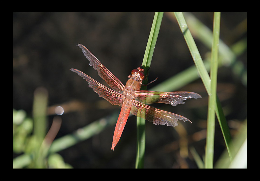 Dragonfly