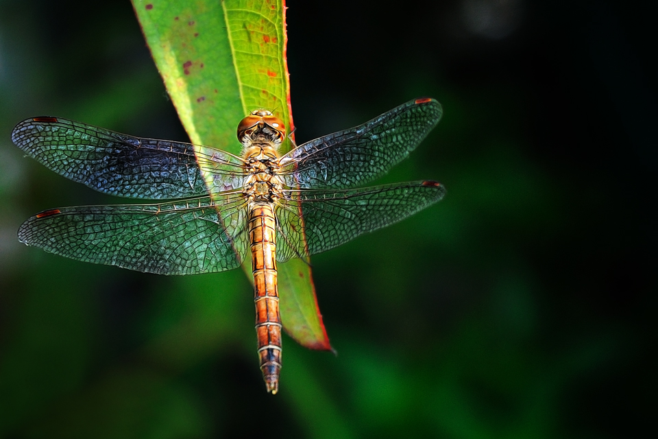 .:: Dragonfly ::.