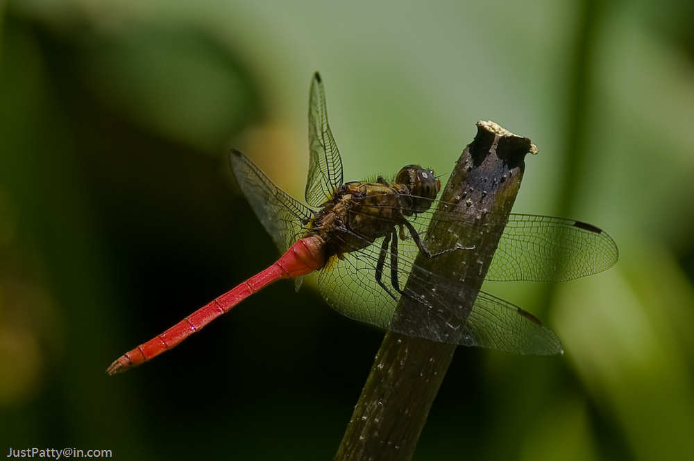 Dragonfly