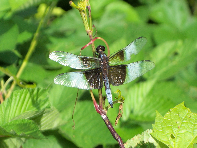 Dragonfly