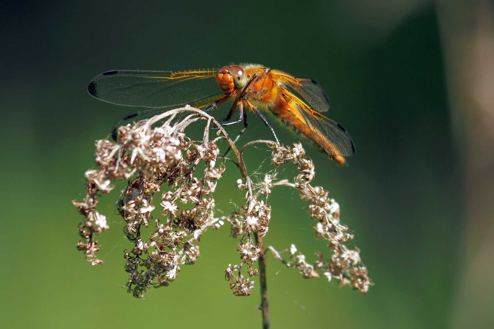 Dragonfly