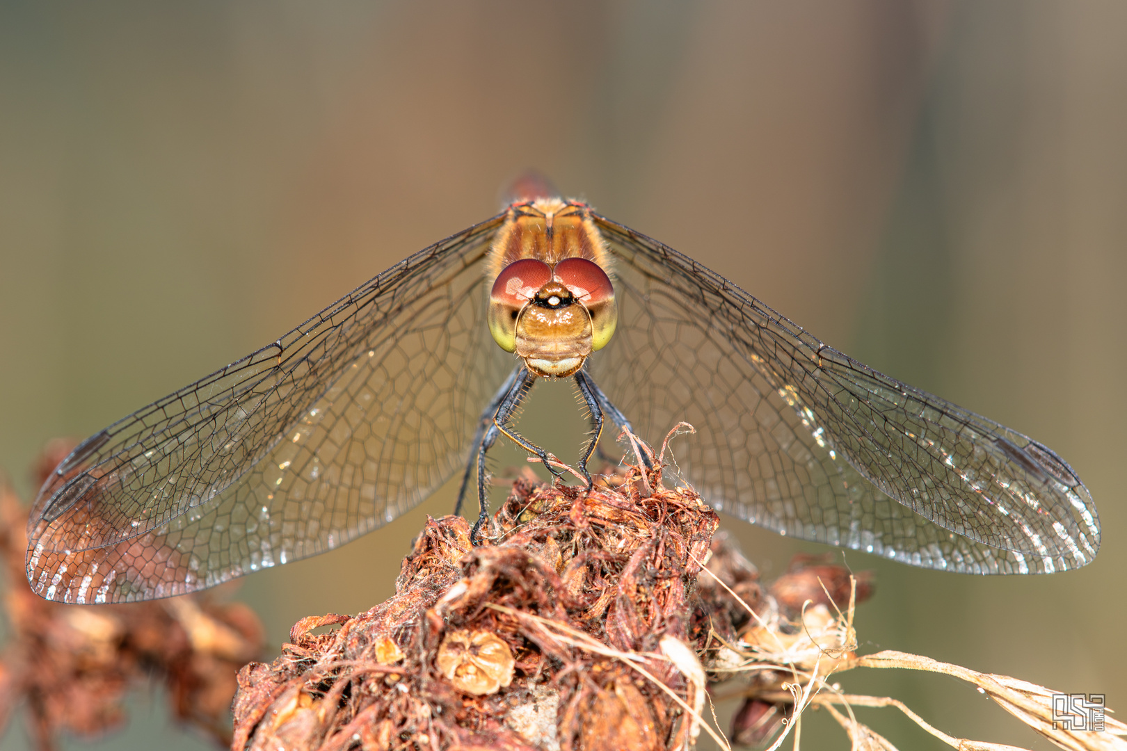 Dragonfly