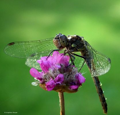 Dragonfly
