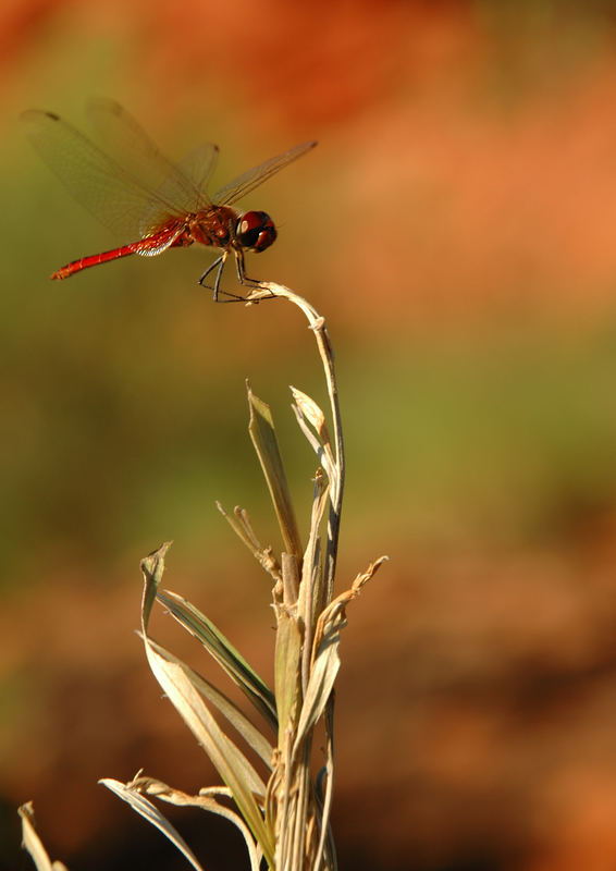 Dragonfly