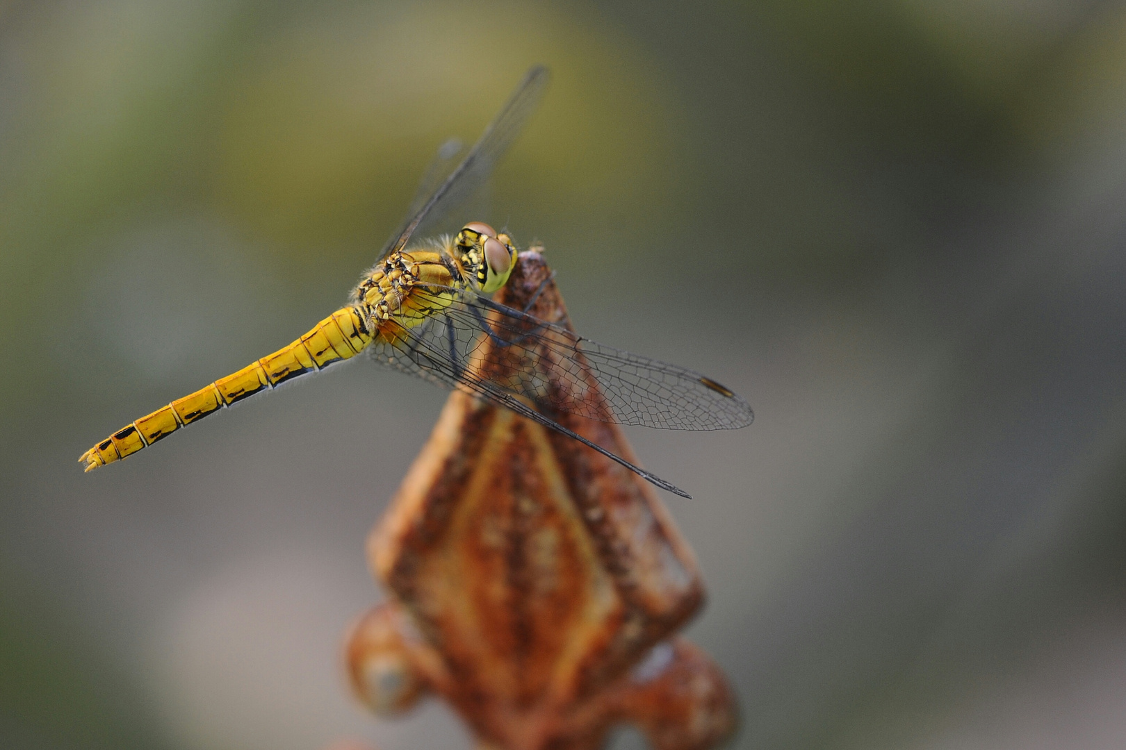 DragonFly