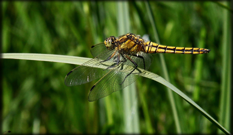 Dragonfly