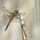 Dragonfly