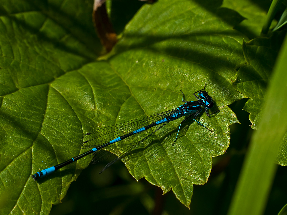 dragonfly