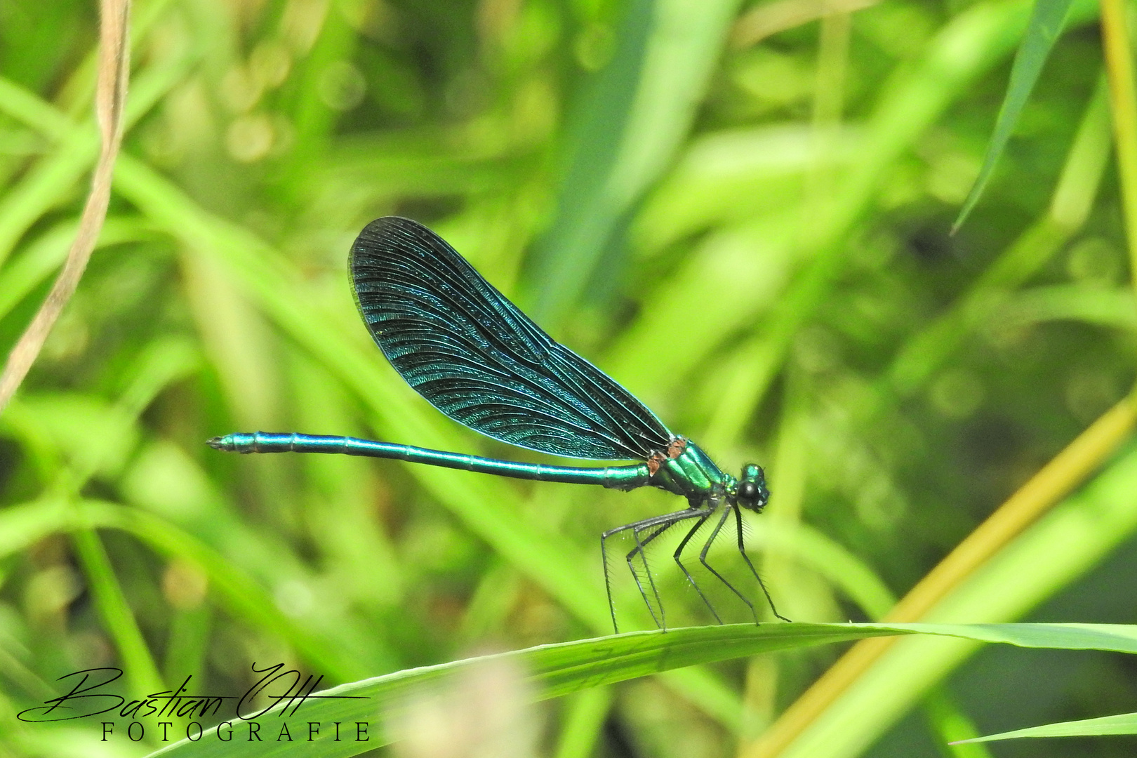 Dragonfly