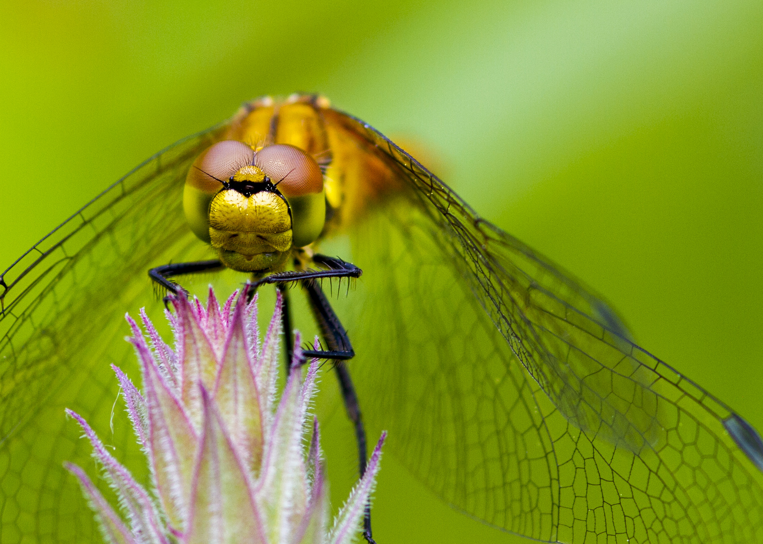 Dragonfly