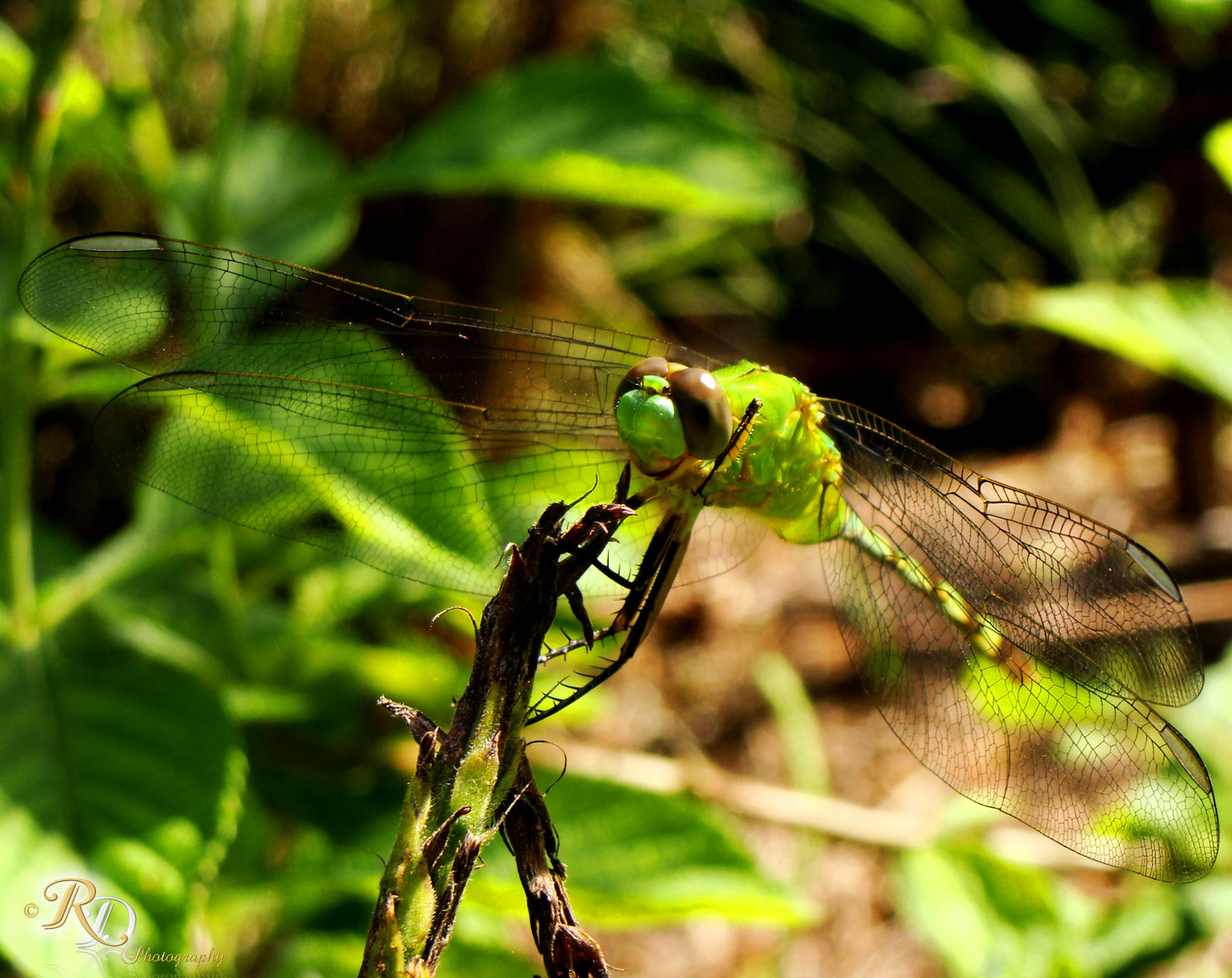 "DragonFly"