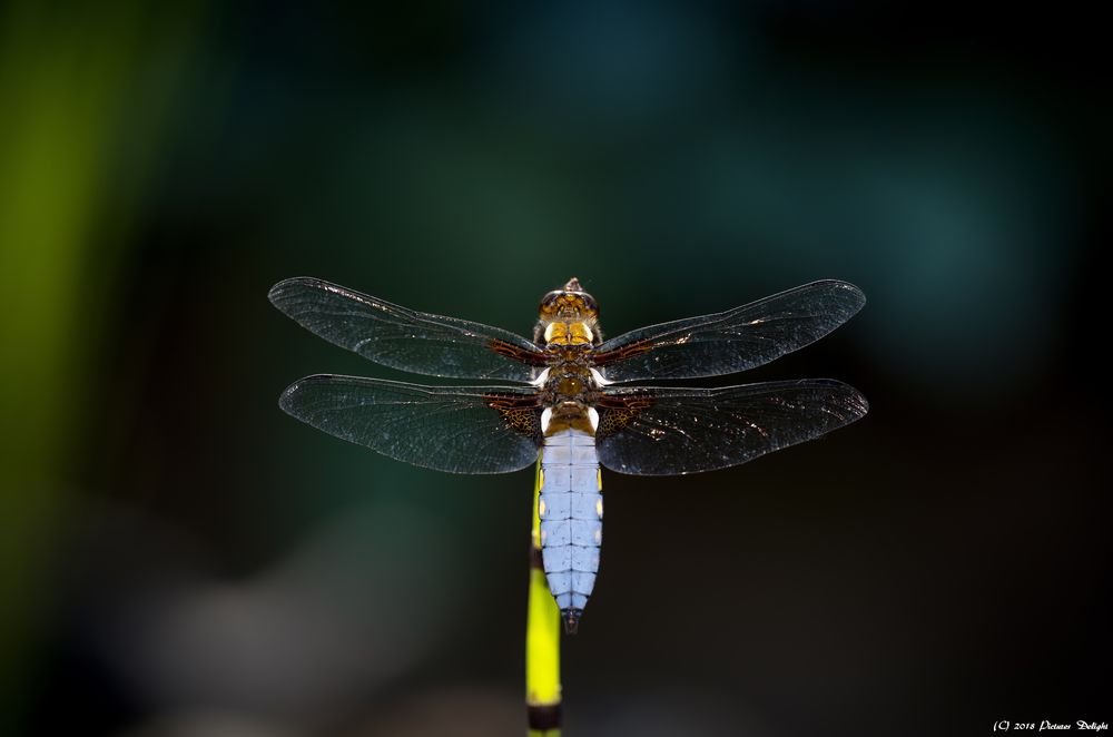 - Dragonfly -