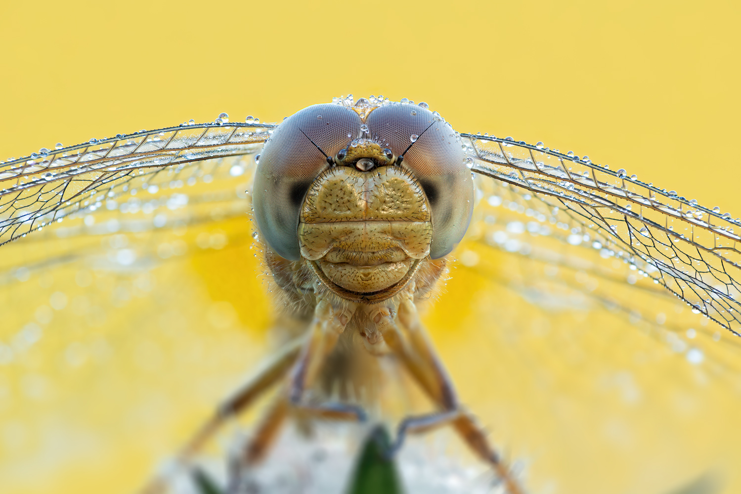 Dragonfly 