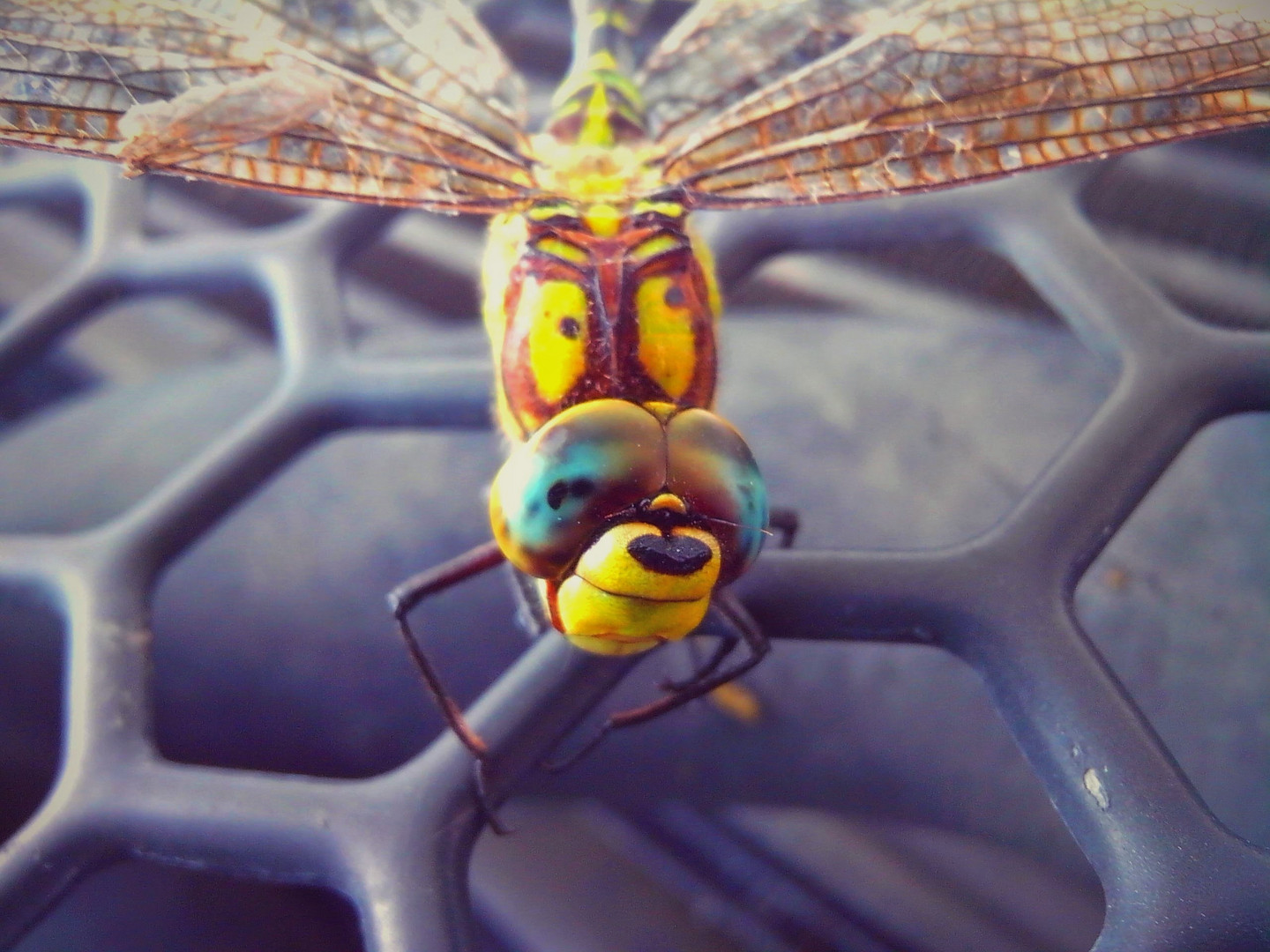 Dragonfly