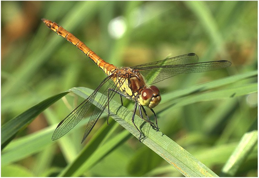 Dragonfly