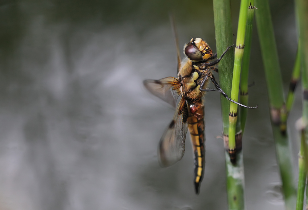 dragonfly