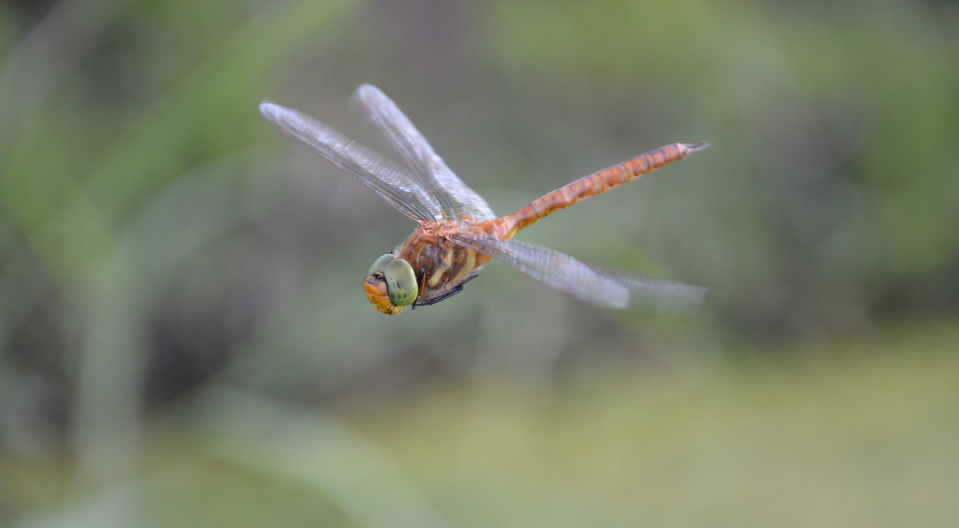 Dragonfly