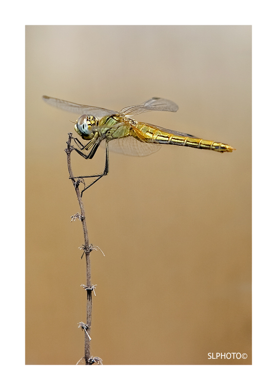 dragonfly 9