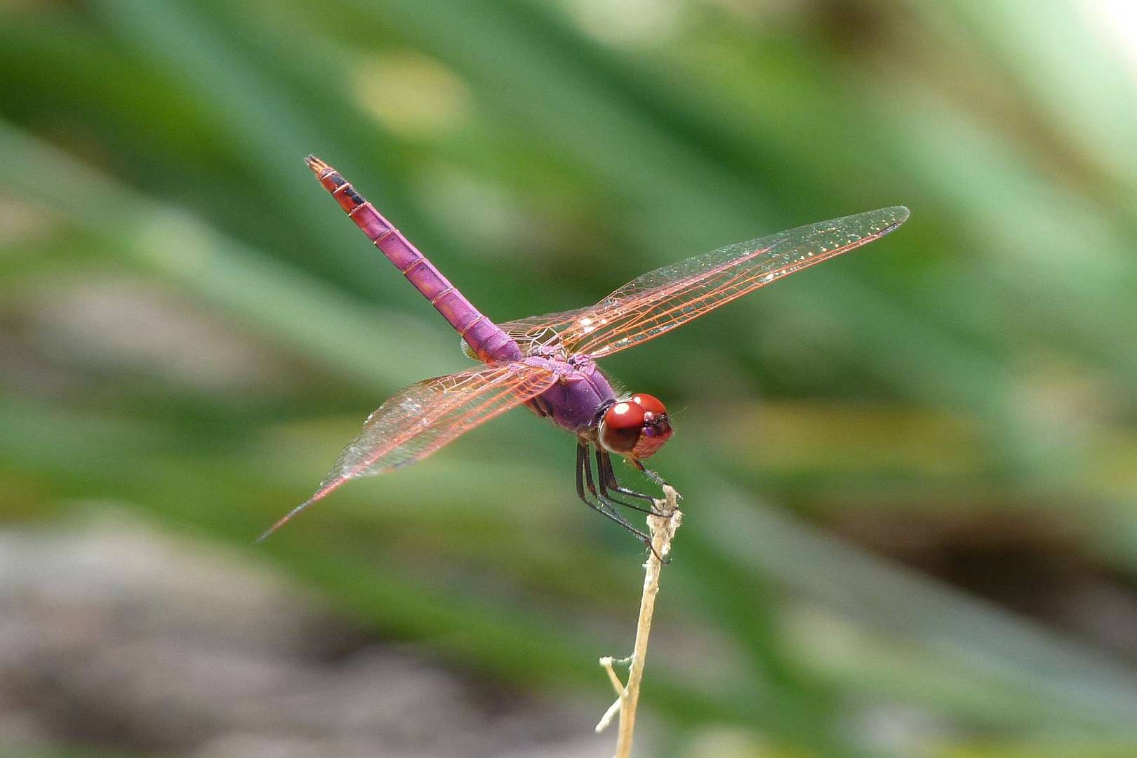 dragonfly