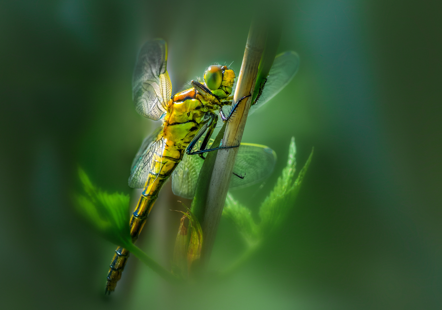 *** Dragonfly ***