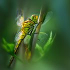 *** Dragonfly ***