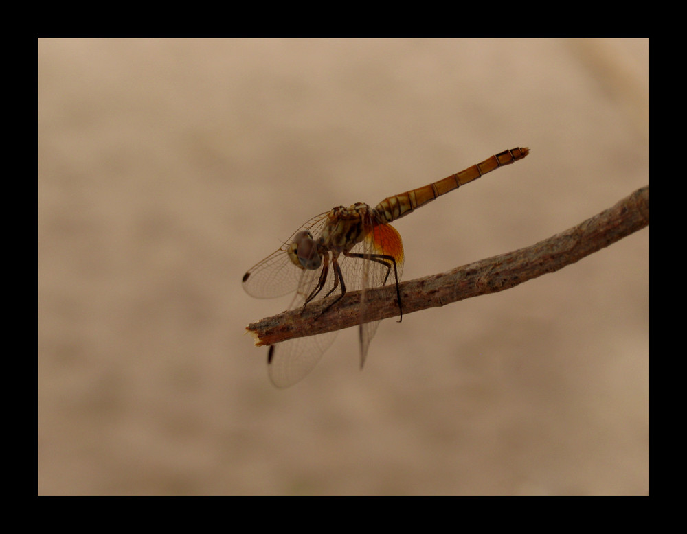 dragonfly