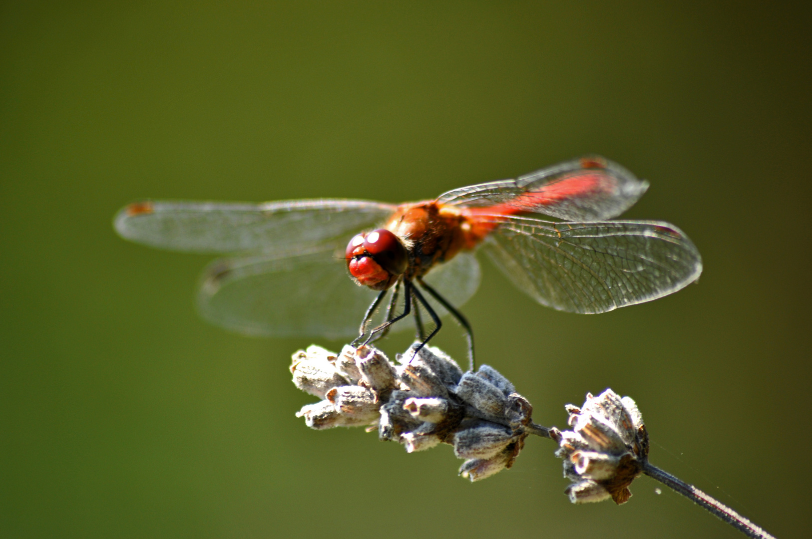 Dragonfly