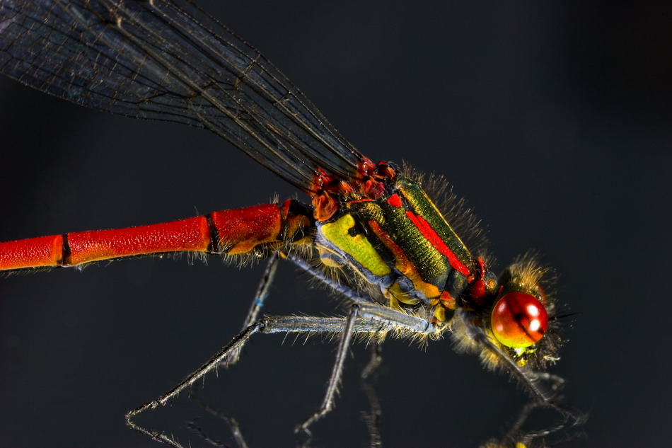 DRAGONFLY