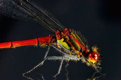 DRAGONFLY