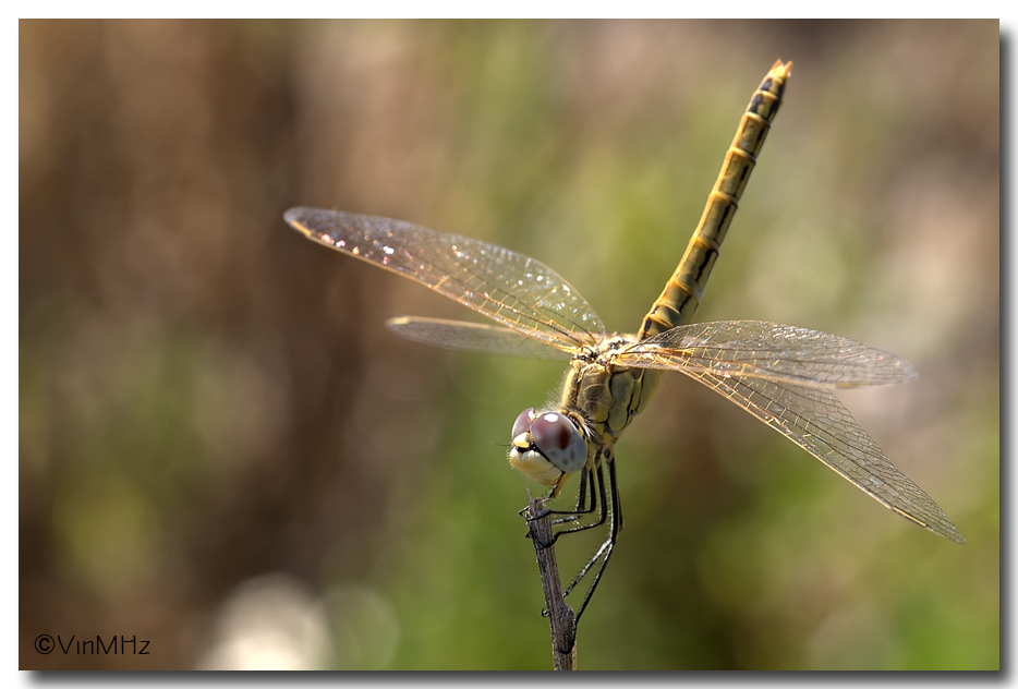 :: dragonfly ::