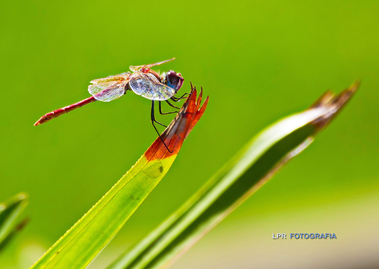 Dragonfly