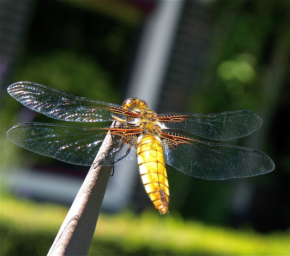 Dragonfly