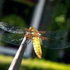 Dragonfly