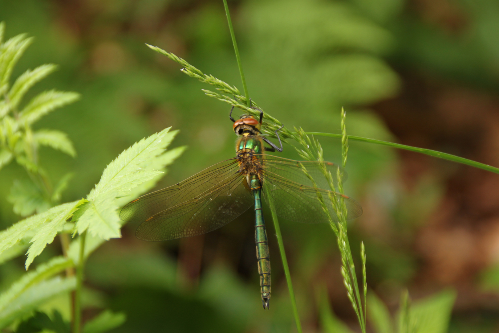 dragonfly