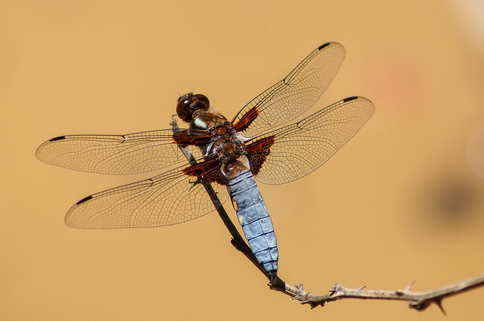 Dragonfly