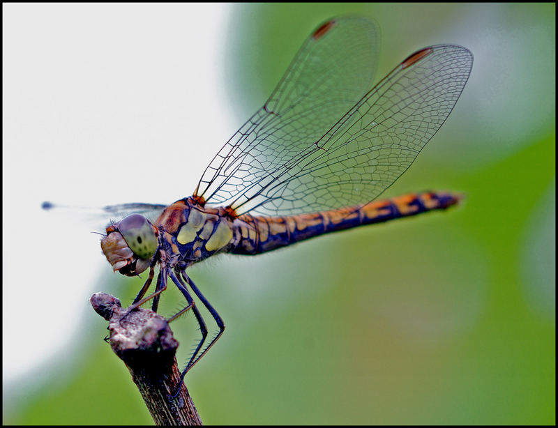 Dragonfly