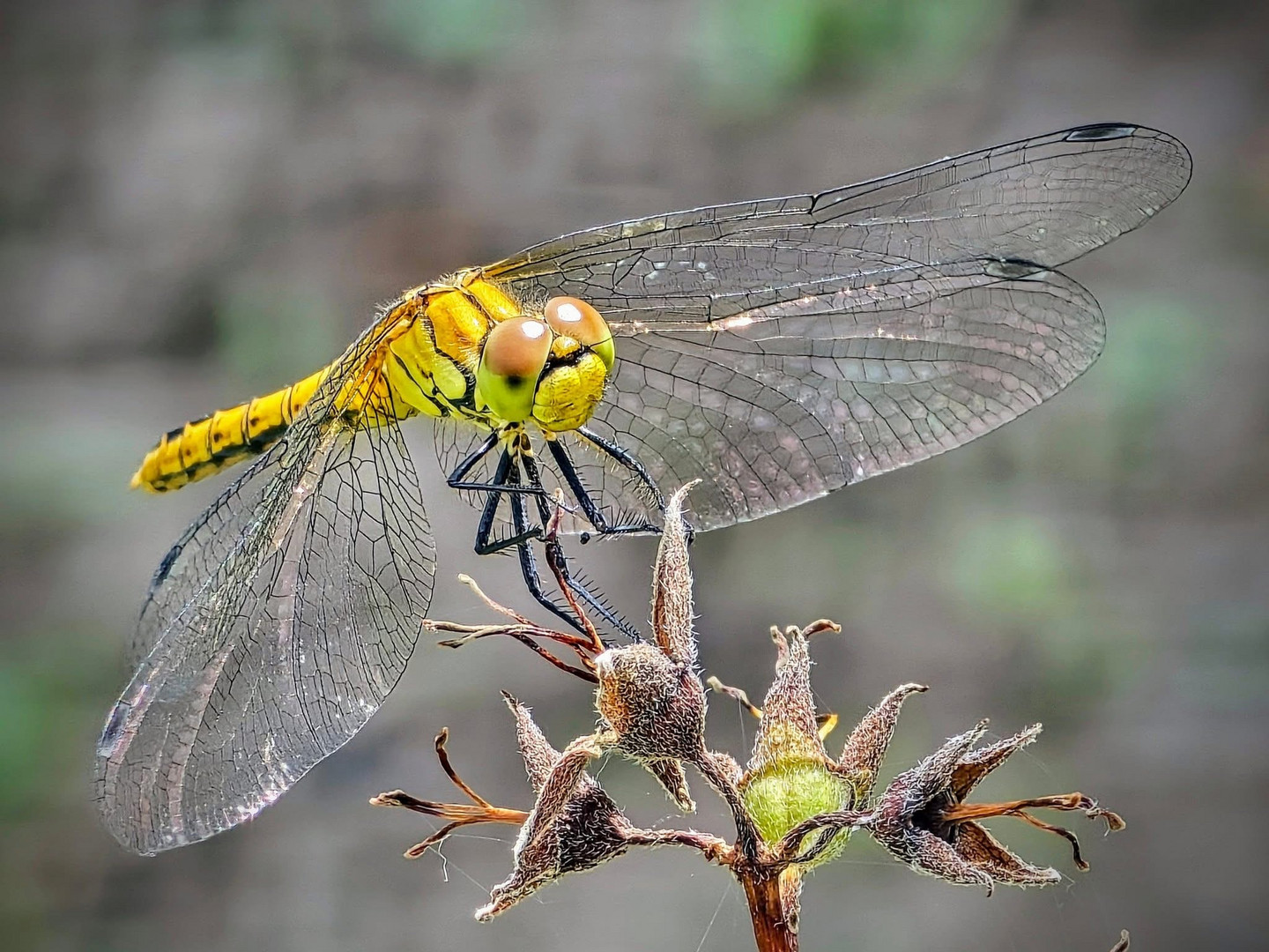 Dragonfly