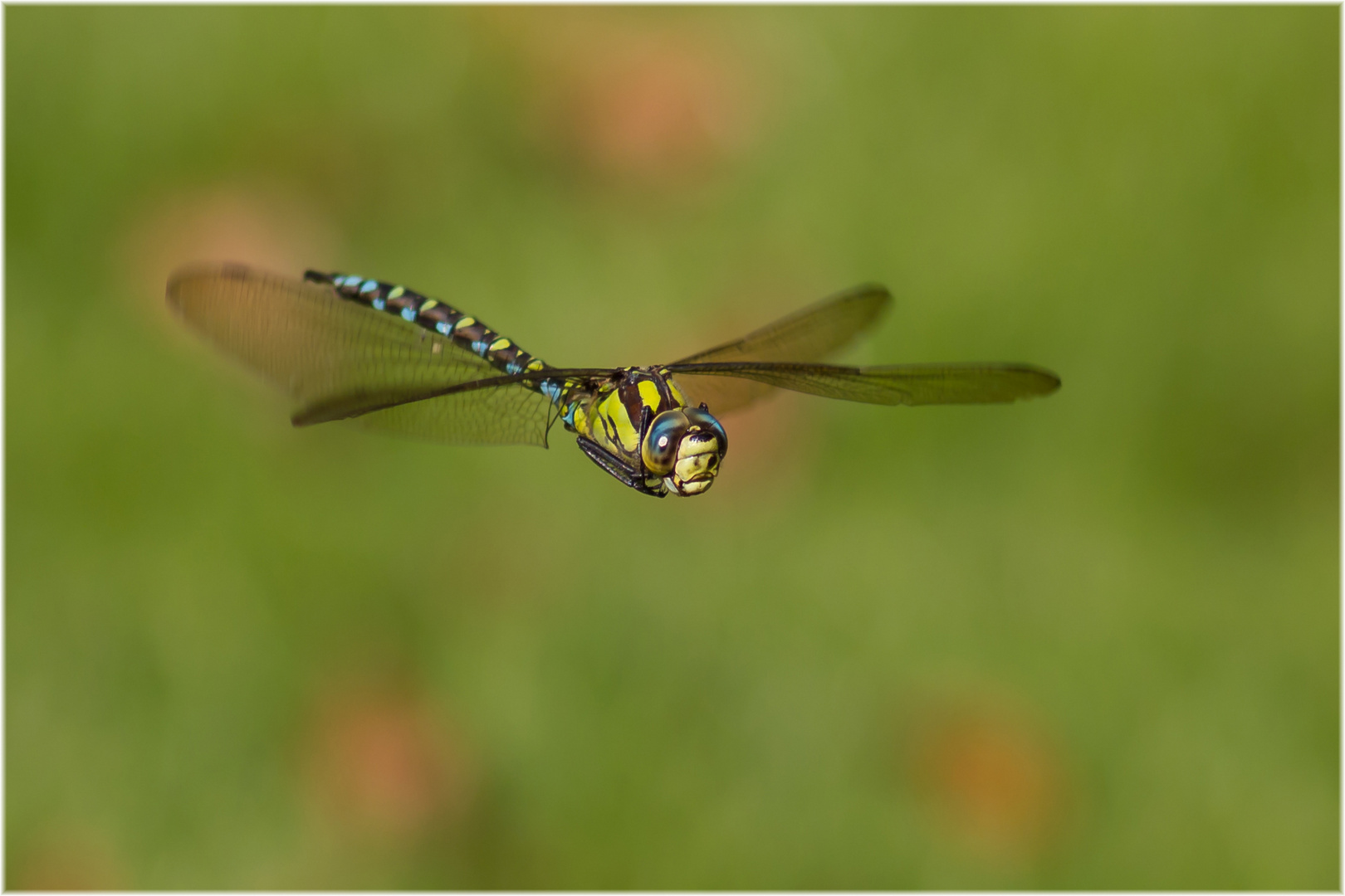 DRAGONFLY