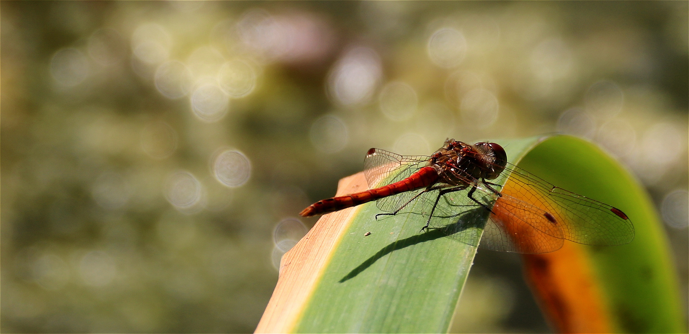 ~~ Dragonfly ~~