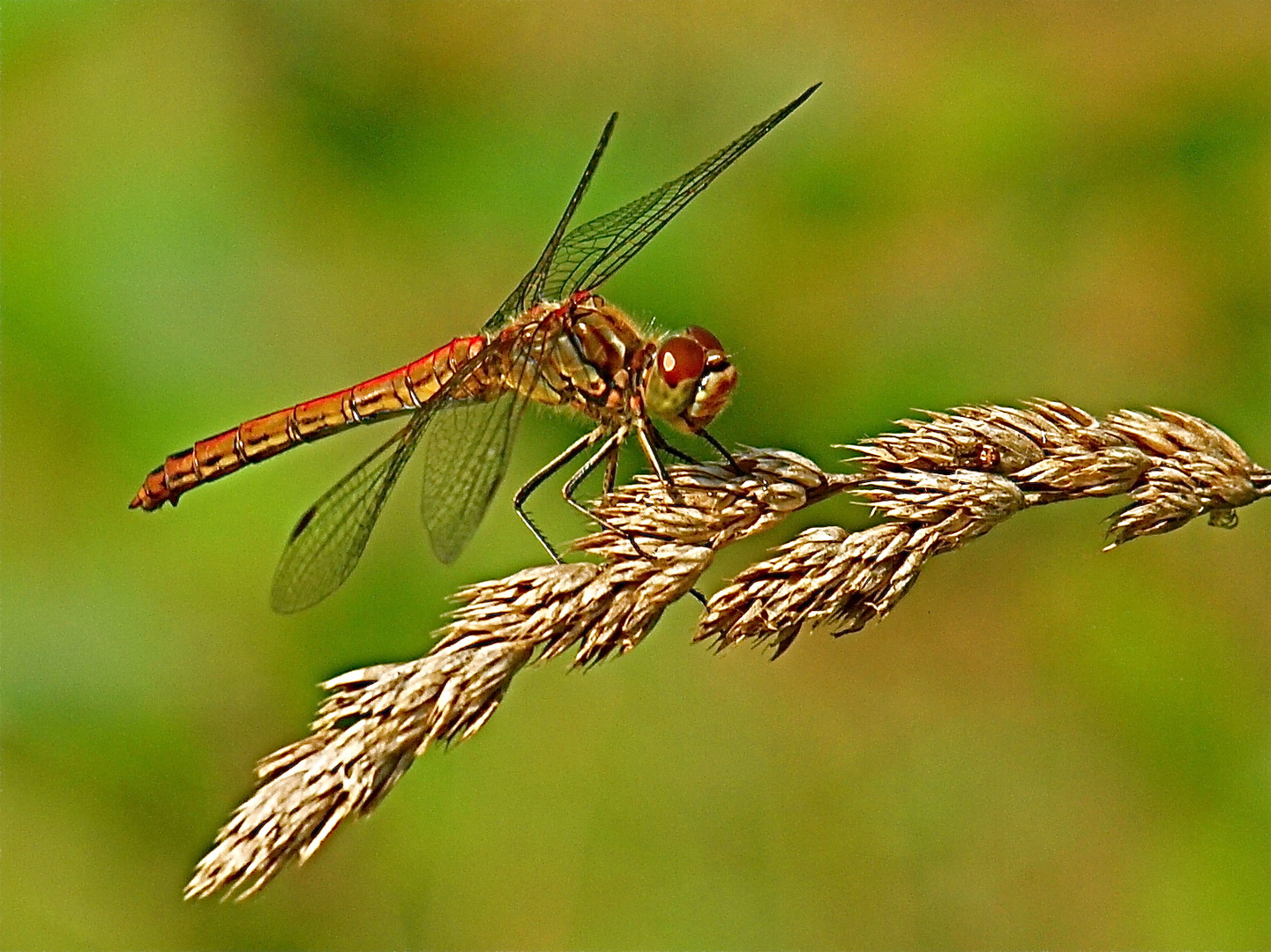 Dragonfly