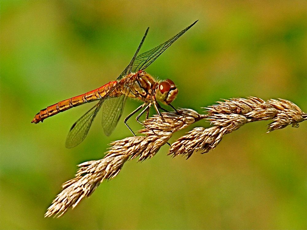 Dragonfly